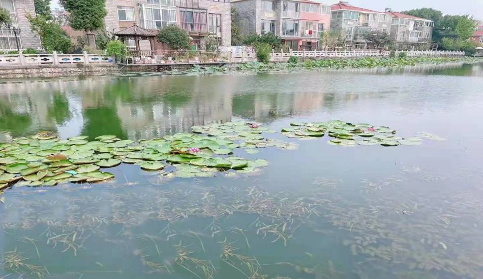 昆山小河岸與水秀公園河河岸生態系統恢復及養護技術服務項目